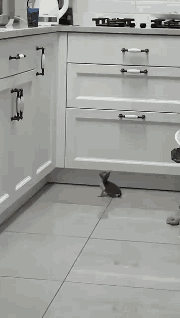 kitten-jump.gif