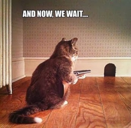 1659443167-funny-cats-with-guns001.jpg