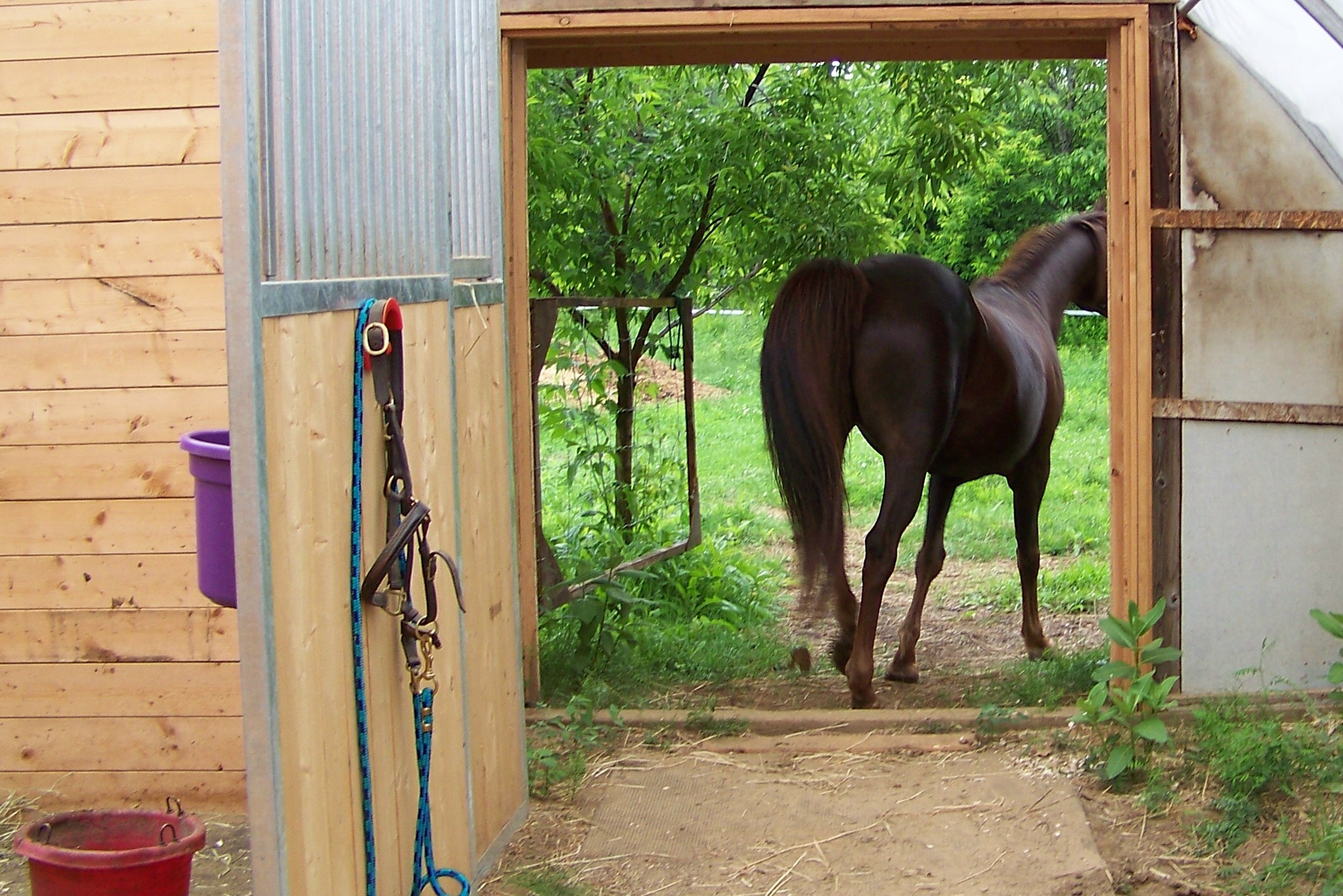 horse-leaving-barn.jpg