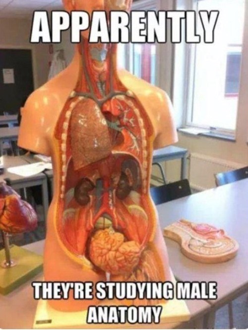 funny-memes-studying-male-anatomy