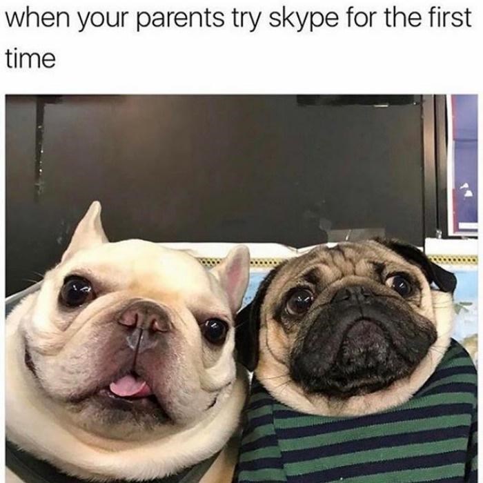 dog-parents-try-skype-first-time