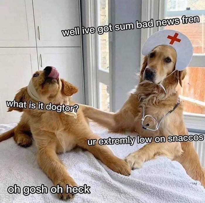 dog-well-ive-got-sum-bad-news-fren-is-dogtor-ur-extremly-low-on-snaccos-oh-gosh-oh-heck