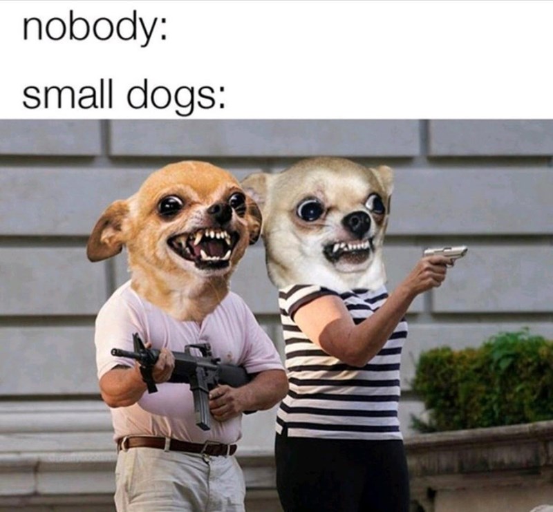 person-nobody-small-dogs-pano-200