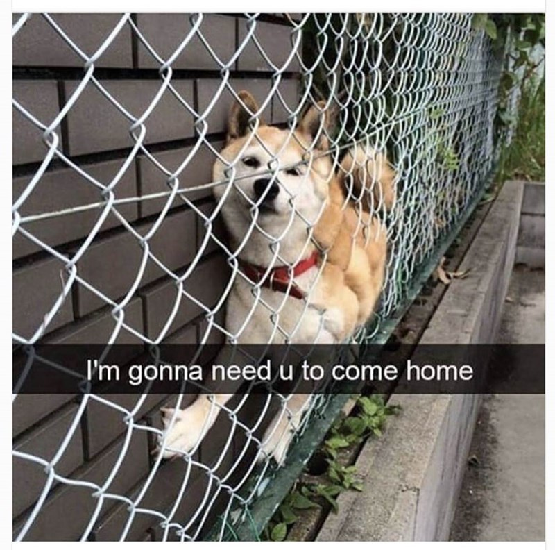 dog-gonna-need-u-come-home