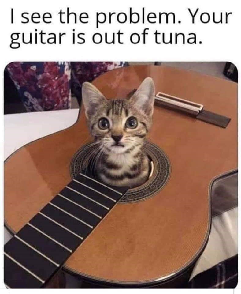 cat-see-problem-guitar-is-out-tuna