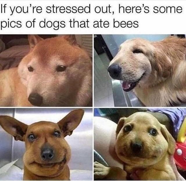 dog-if-stressed-out-heres-some-pics-dogs-ate-bees