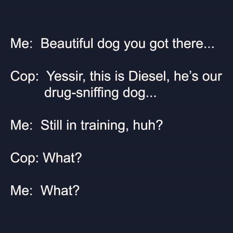 beautiful-dog-got-there-cop-yessir-this-is-diesel-hes-our-drug-sniffing-dog-still-training-huh-cop