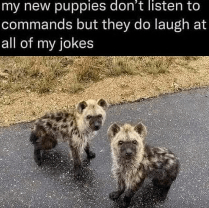 my-new-puppies-dont-listen-commands-but-they-do-laugh-at-all-my-jokes