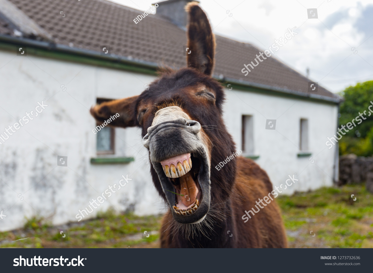 stock-photo-funny-donkey-laughing-at-the-camera-1273732636.jpg