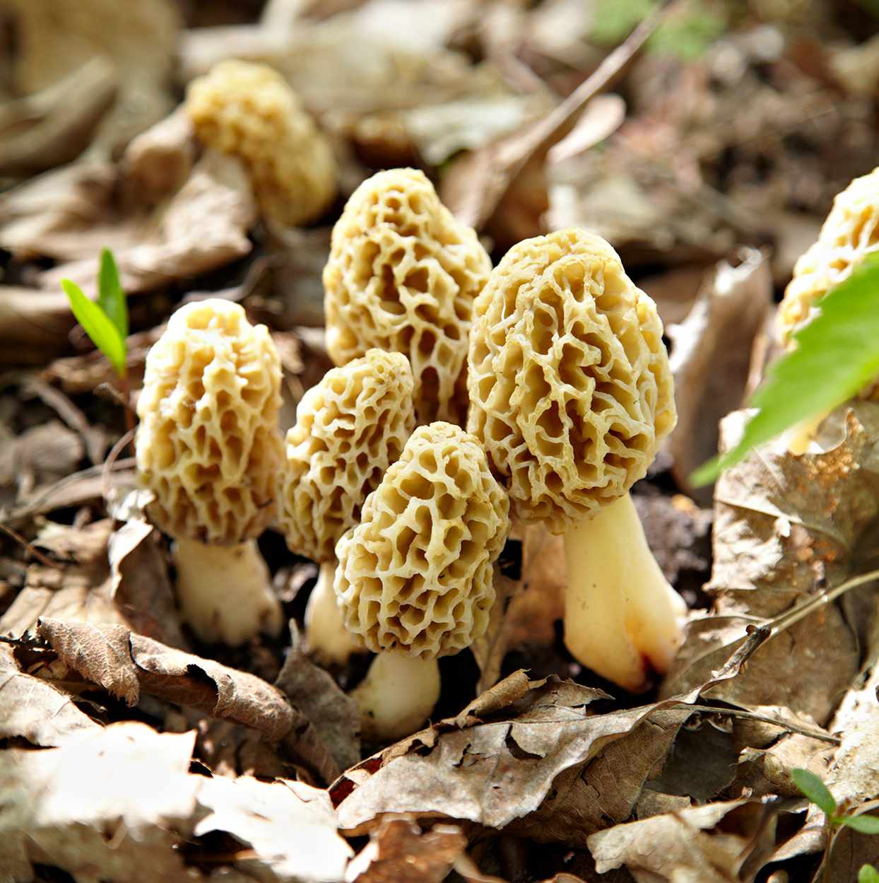 Are You Wondering, How Do I Go Mushroom Hunting Near Me? Here's How |  Better Homes & Gardens