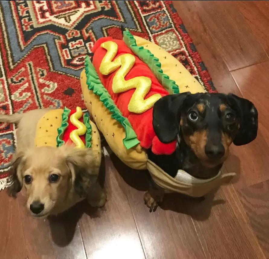 dachshund-dog-halloween-costume-idea-7.jpg